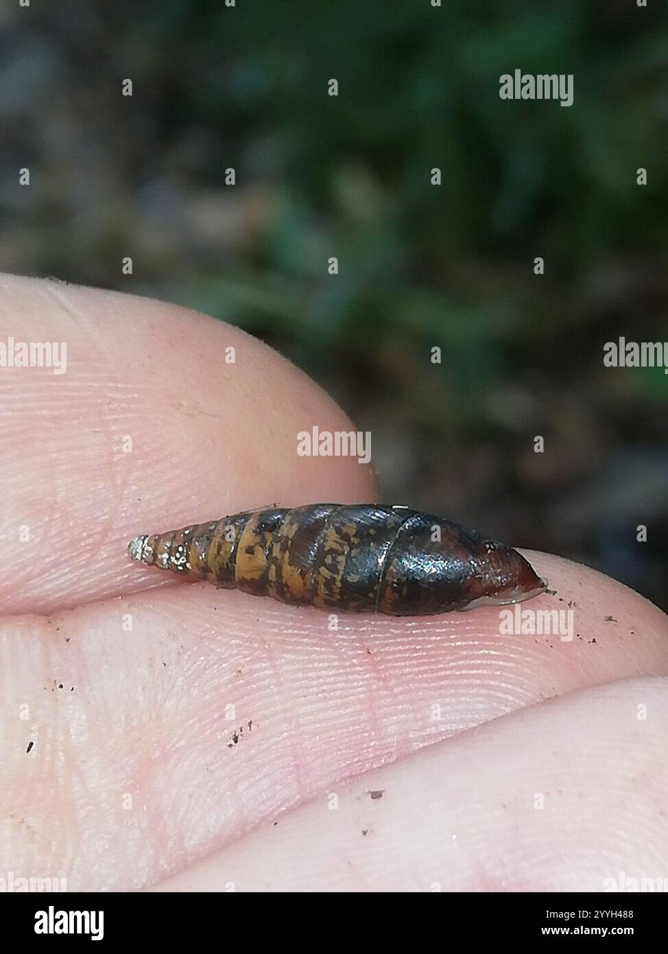 Escargot de porte tressé (Cochlodina laminata) Banque D'Images