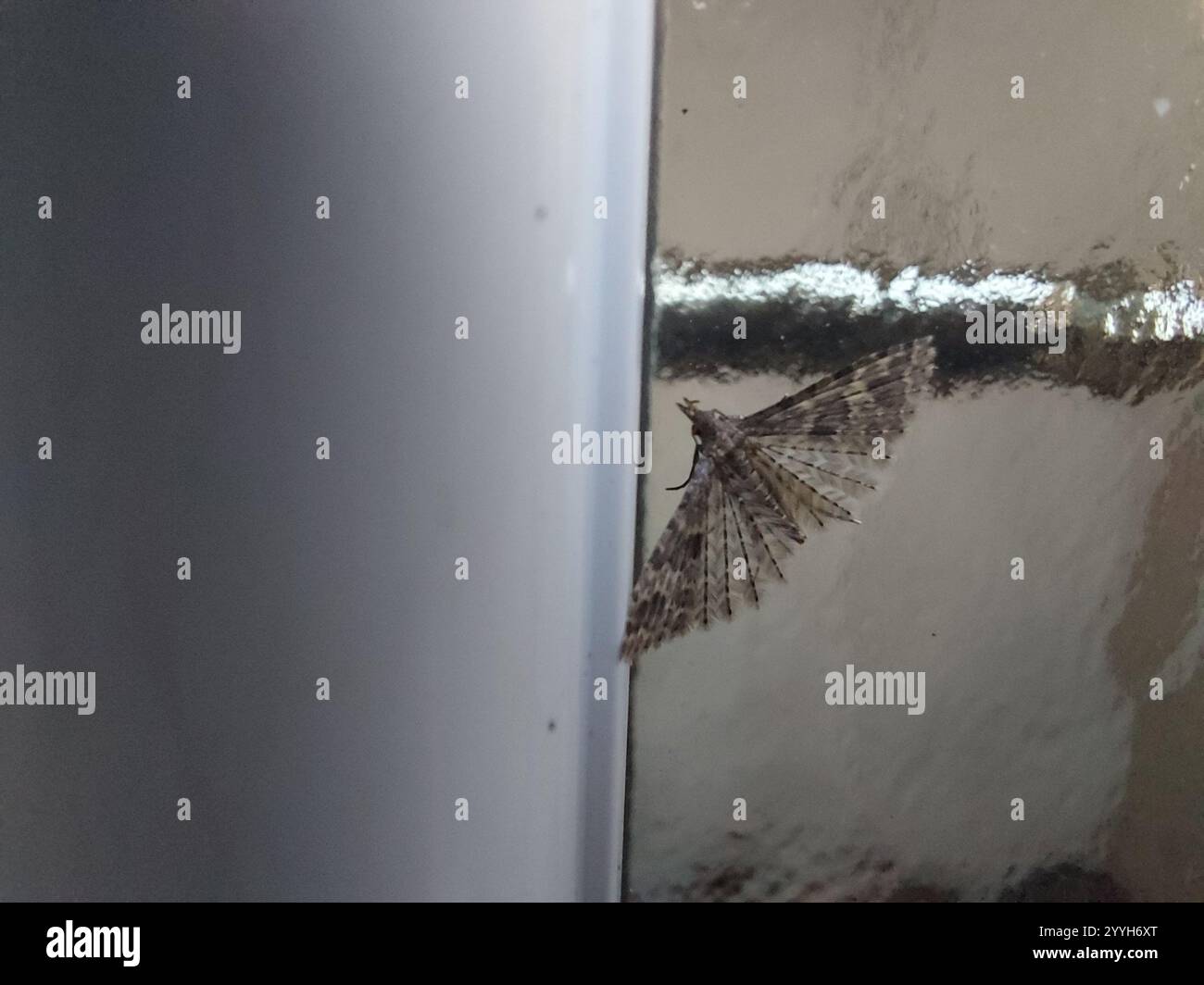 Vingt-plume Moth (Alucita hexadactyla) Banque D'Images