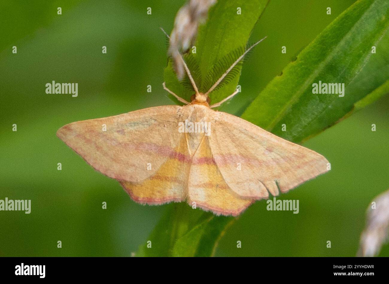 Teigne géomètre de l'aspersion (Haematopis grataria) Banque D'Images
