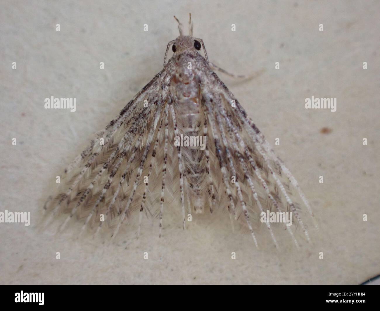 Vingt-plume Moth (Alucita hexadactyla) Banque D'Images