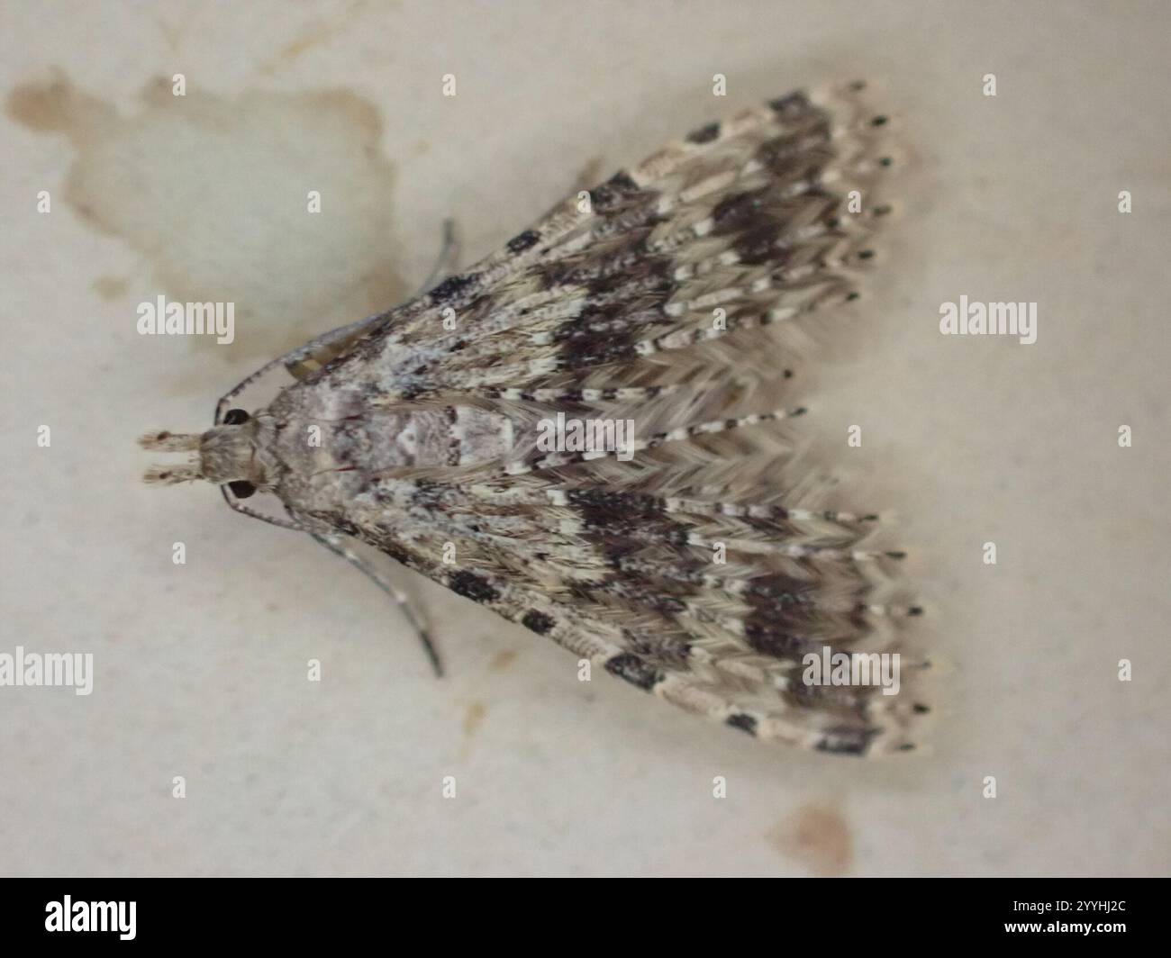 Vingt-plume Moth (Alucita hexadactyla) Banque D'Images