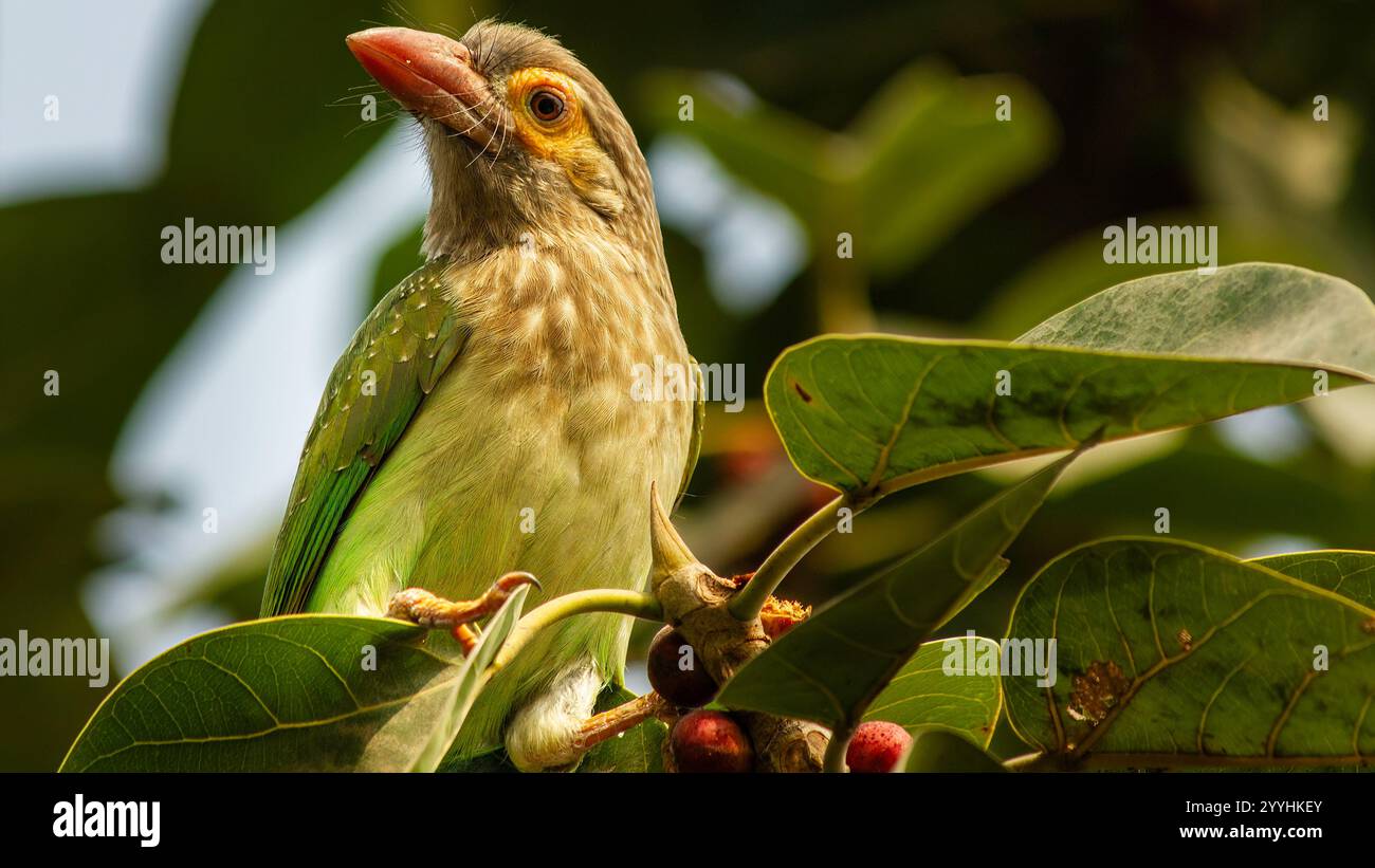 Le barbet à tête brune, un oiseau coloré, est un résident commun des forêts indiennes. Comme son nom l'indique, il a une tête marron distinctive et un corps vert. Banque D'Images