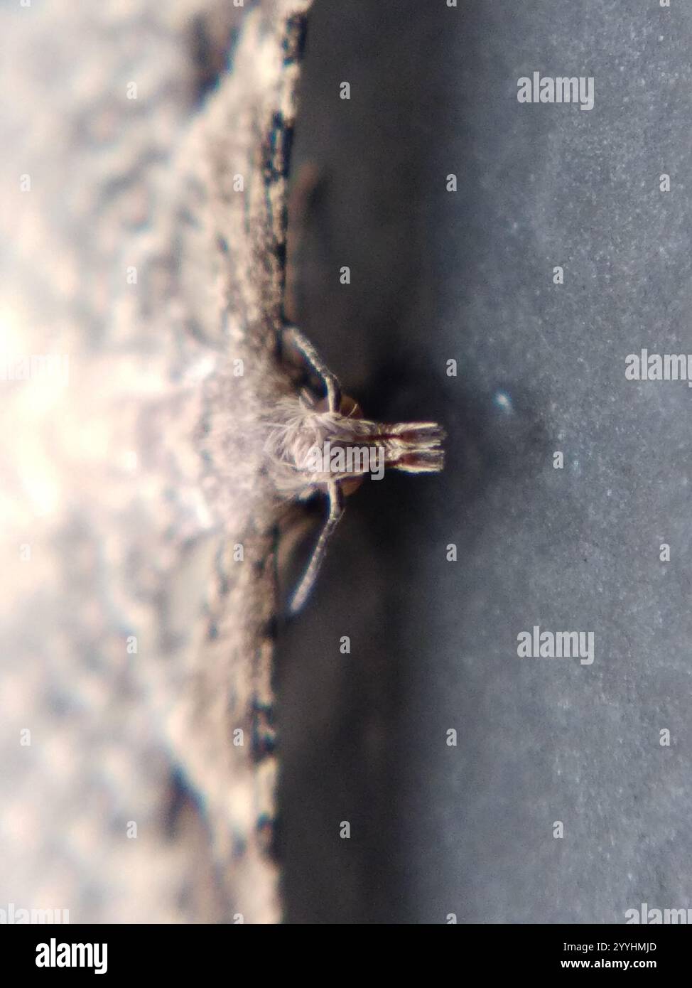Vingt-plume Moth (Alucita hexadactyla) Banque D'Images