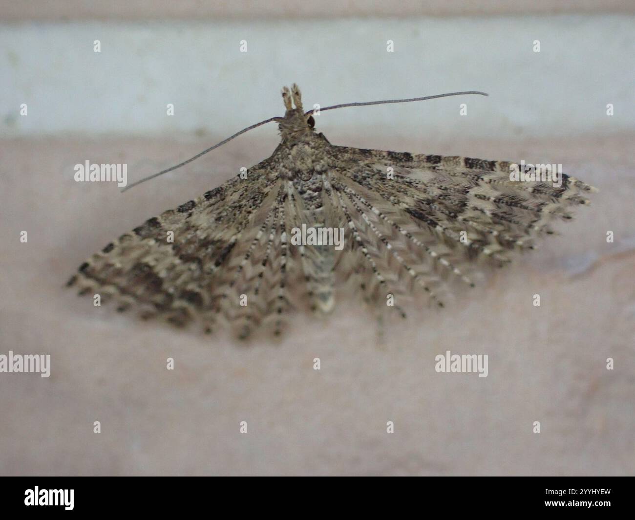 Vingt-plume Moth (Alucita hexadactyla) Banque D'Images