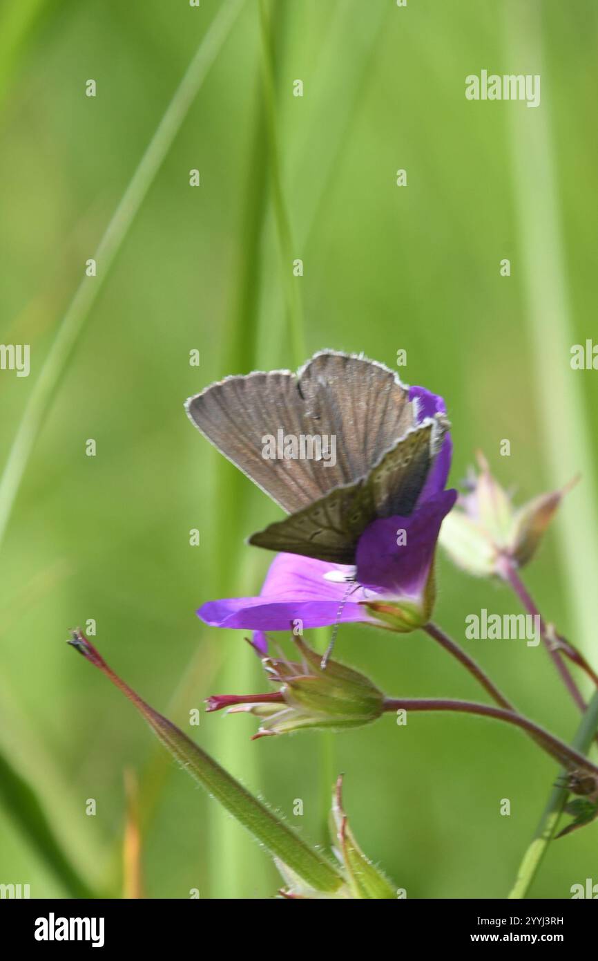 (Eumedonia eumedon géranium Argus) Banque D'Images