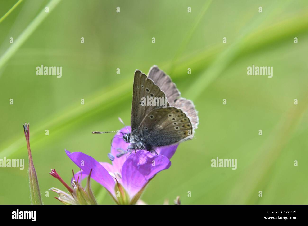 (Eumedonia eumedon géranium Argus) Banque D'Images