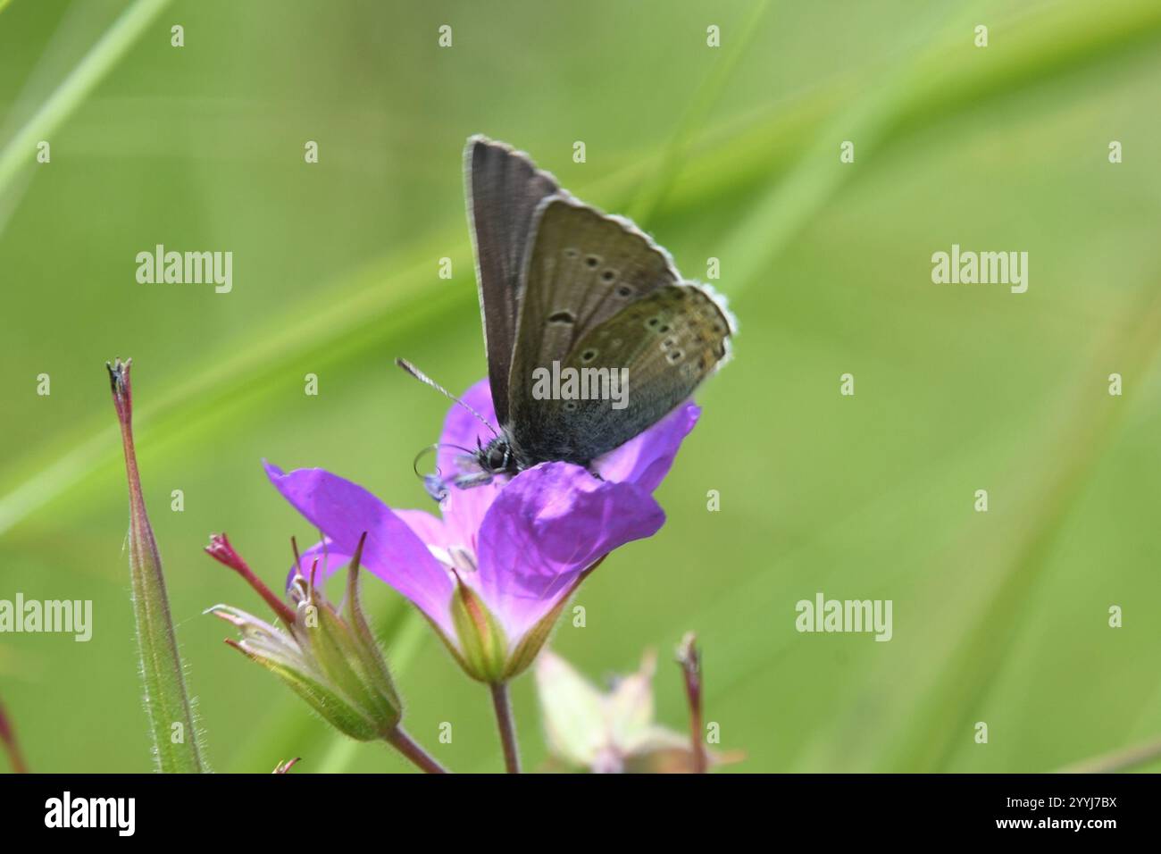(Eumedonia eumedon géranium Argus) Banque D'Images