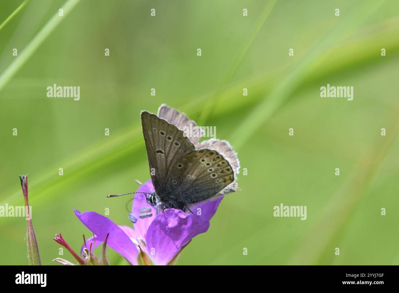 (Eumedonia eumedon géranium Argus) Banque D'Images