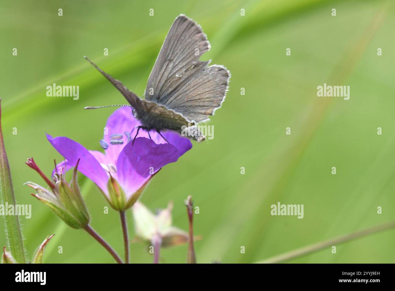 (Eumedonia eumedon géranium Argus) Banque D'Images
