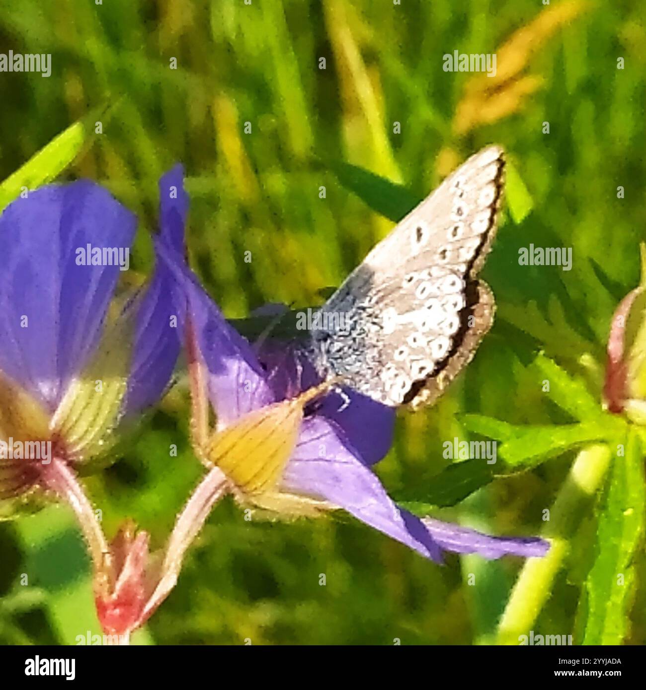 (Eumedonia eumedon géranium Argus) Banque D'Images