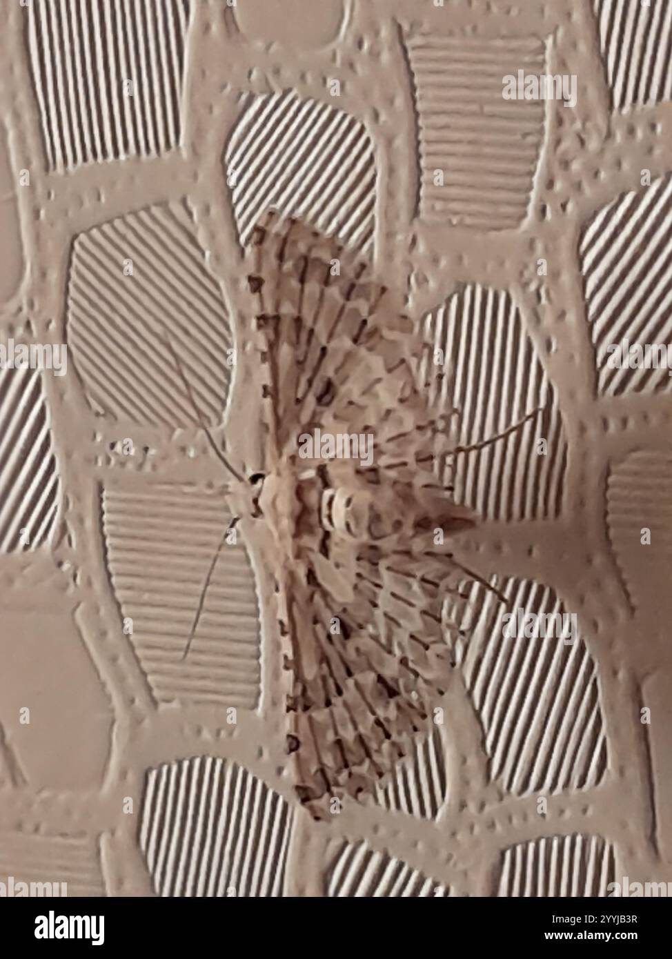 Vingt-plume Moth (Alucita hexadactyla) Banque D'Images