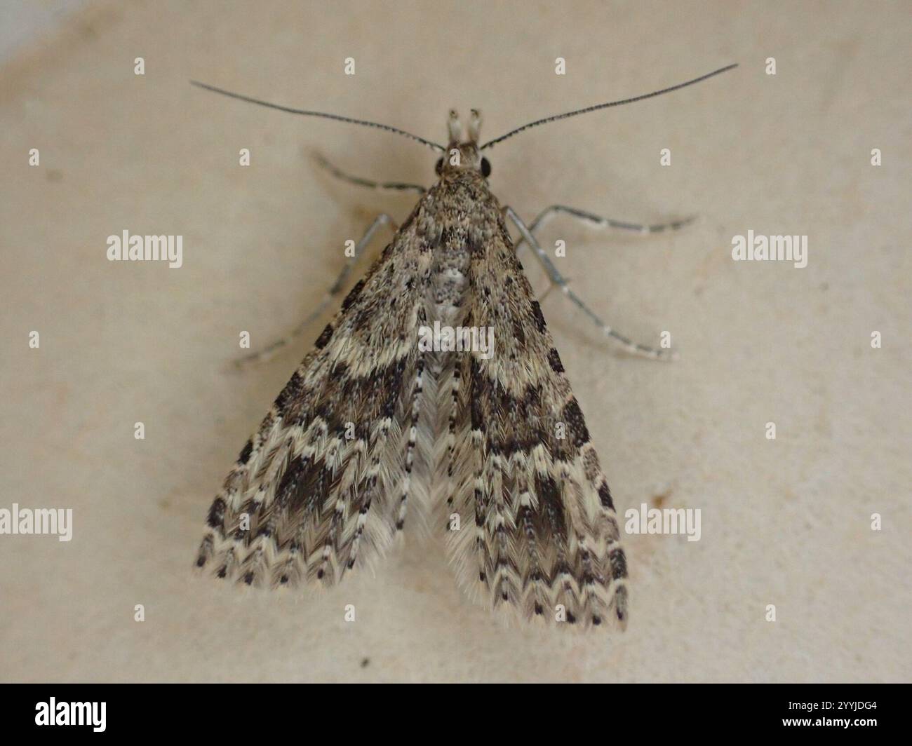 Vingt-plume Moth (Alucita hexadactyla) Banque D'Images