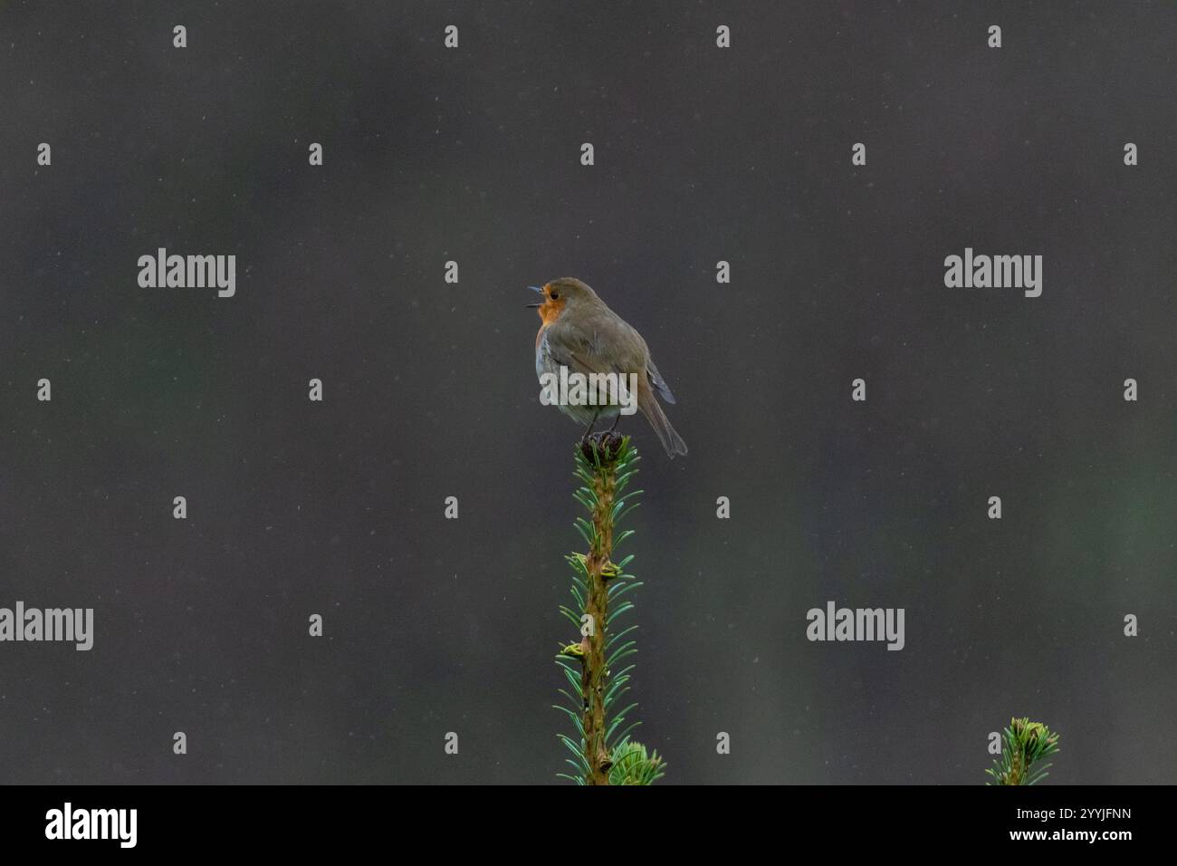 Robin Red Breast était assis au sommet d'un sapin dans les montagnes du Cambrian, sous la pluie Banque D'Images