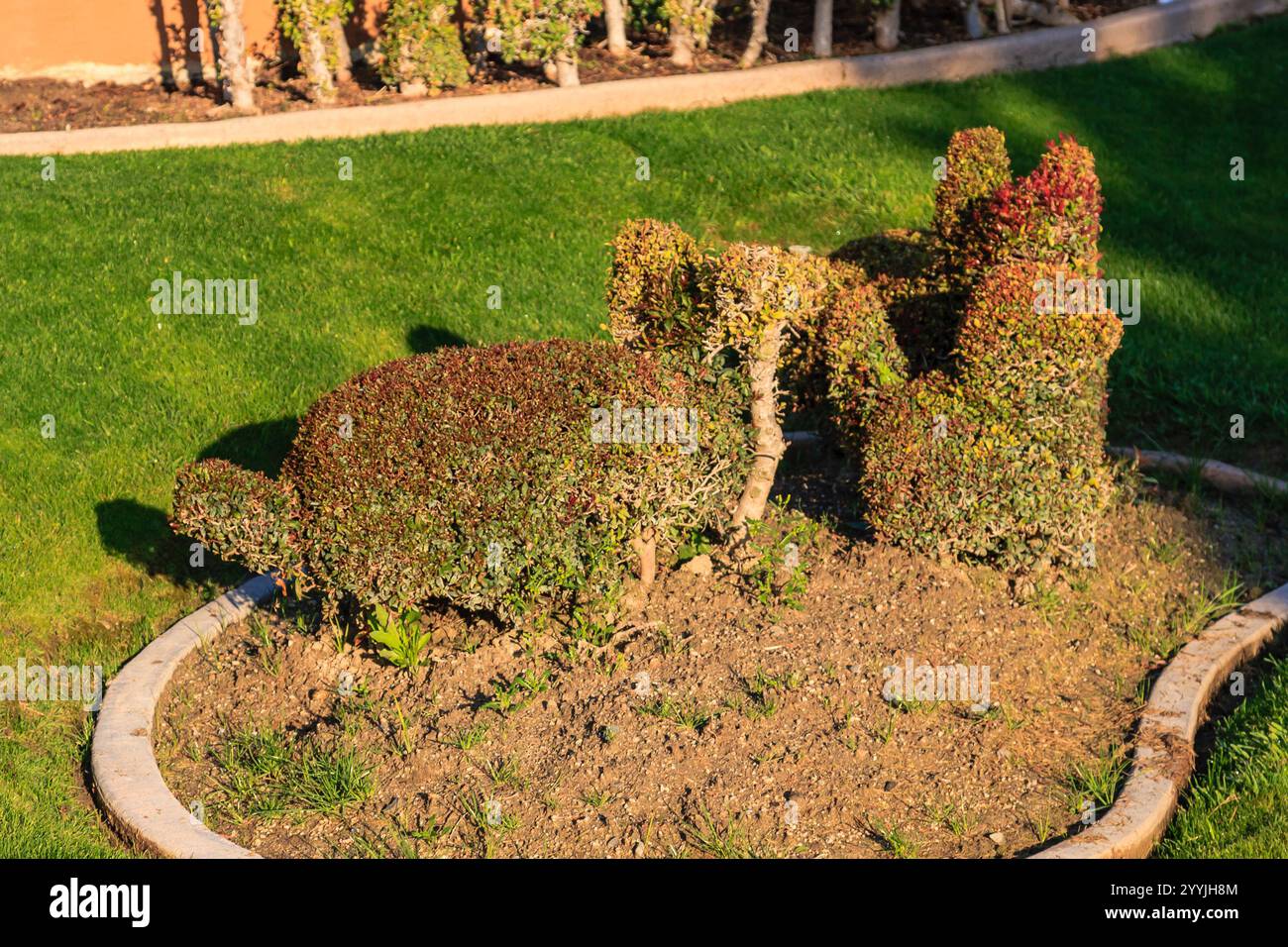 Un petit jardin avec un buisson en forme de tortue au milieu. Le buisson est entouré d'autres buissons et d'une bordure en pierre Banque D'Images