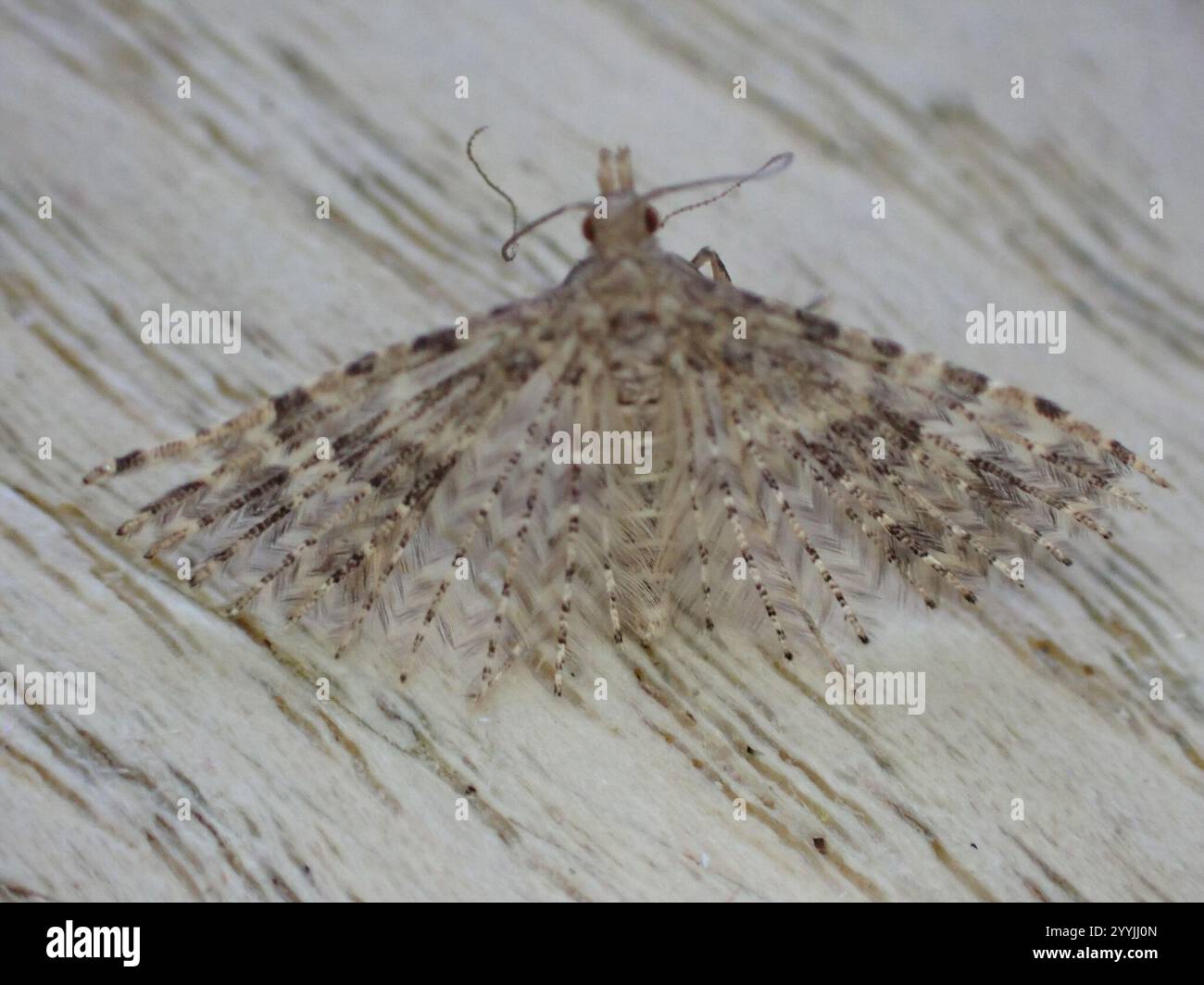 Vingt-plume Moth (Alucita hexadactyla) Banque D'Images