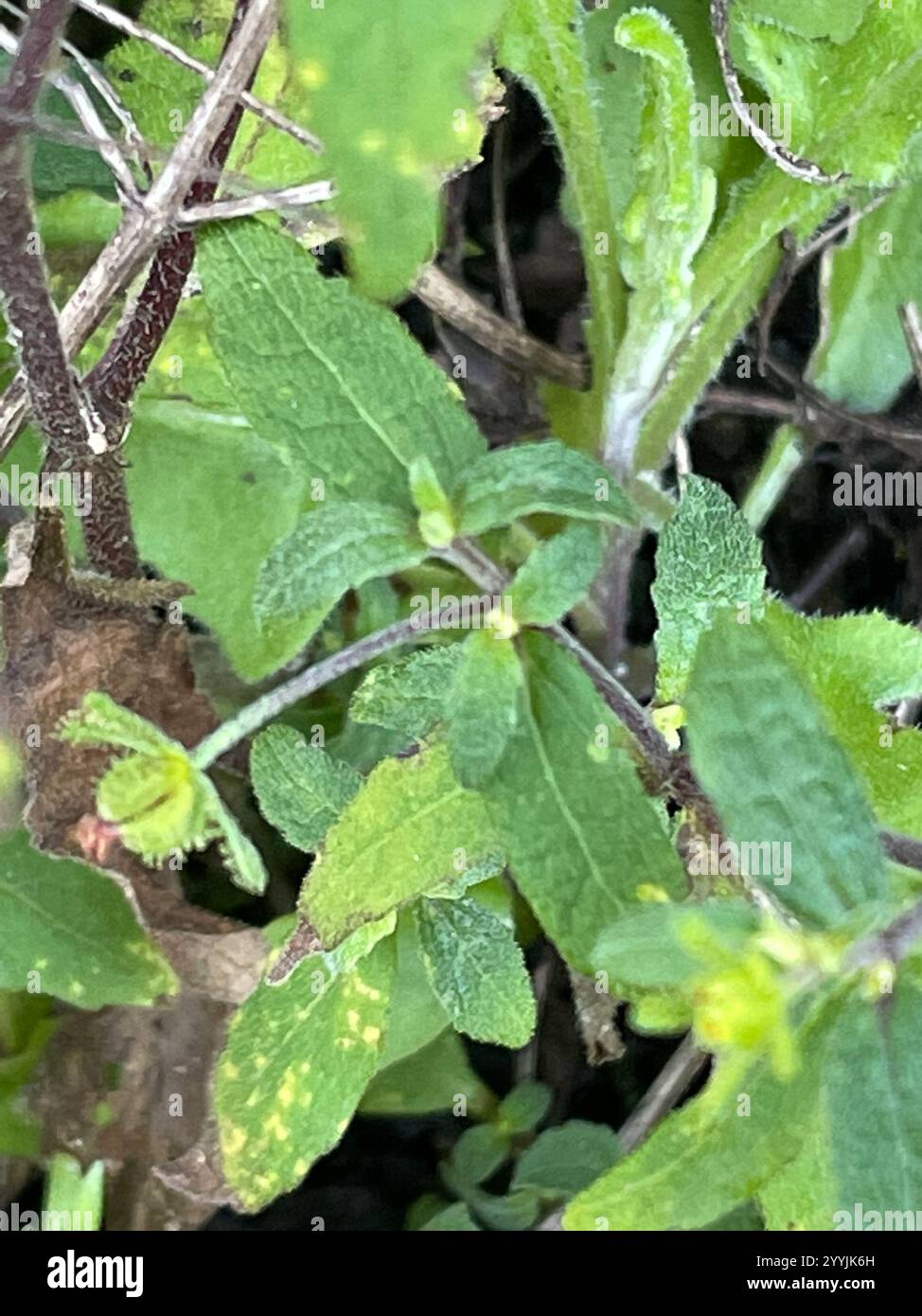 Millepertuis oriental (Sigesbeckia orientalis) Banque D'Images