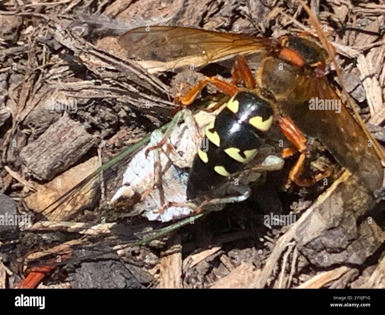 Guêpe tueuse de Cicada orientale (Sphecius speciosus) Banque D'Images