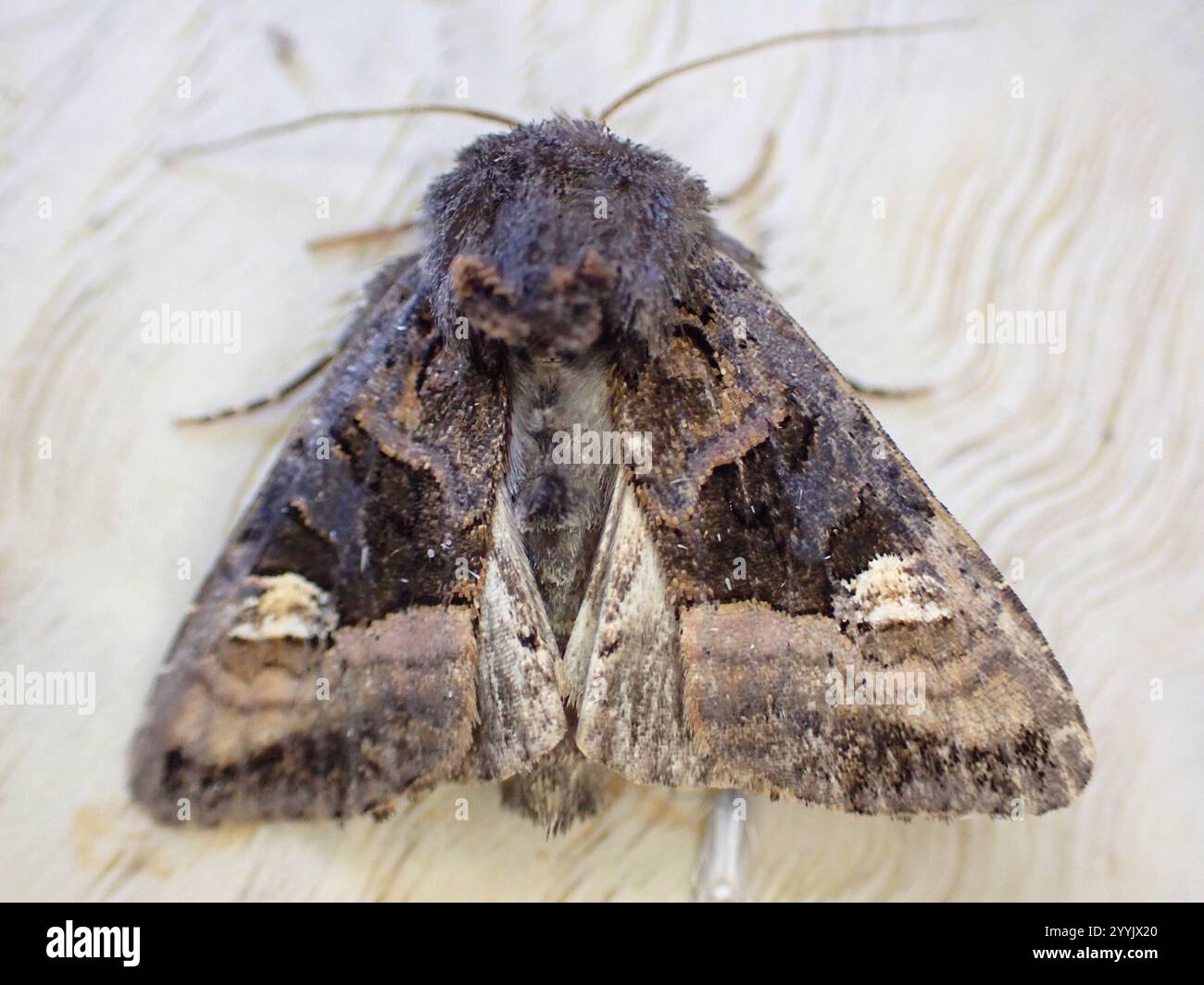 Petits angles (Euplexia lucipara) Banque D'Images