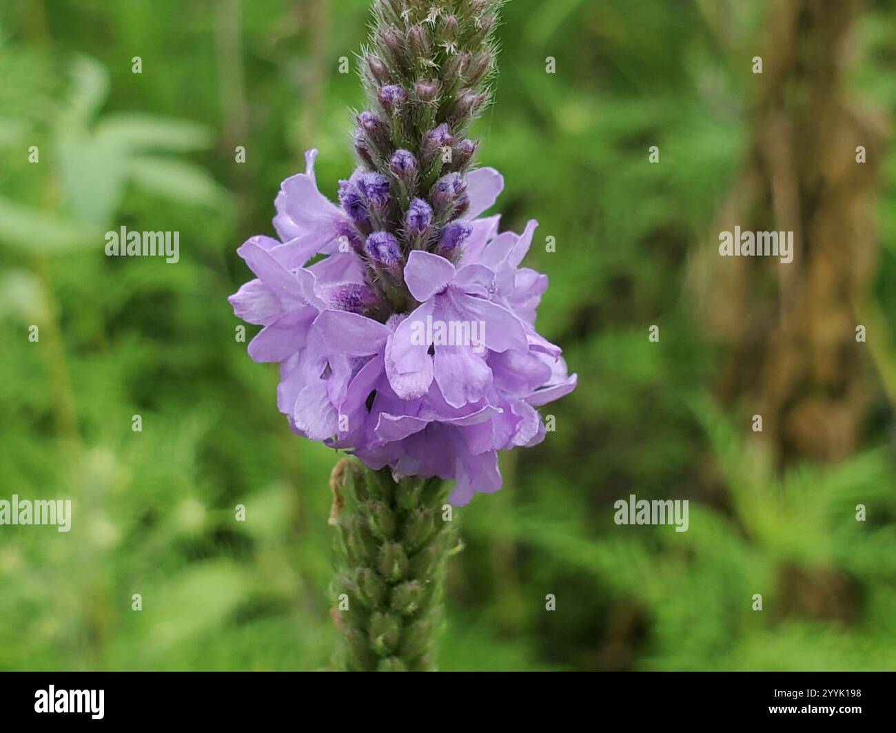 Verveine palourde (Verbena stricta) Banque D'Images