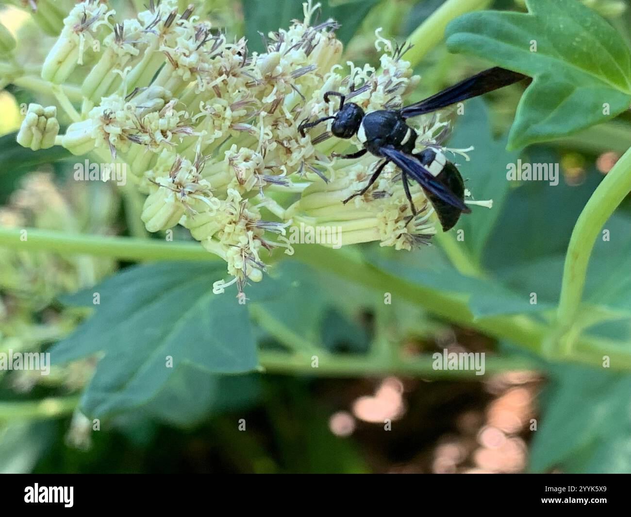 Guêpe de maçon à quatre dents (Monobia quadridens) Banque D'Images