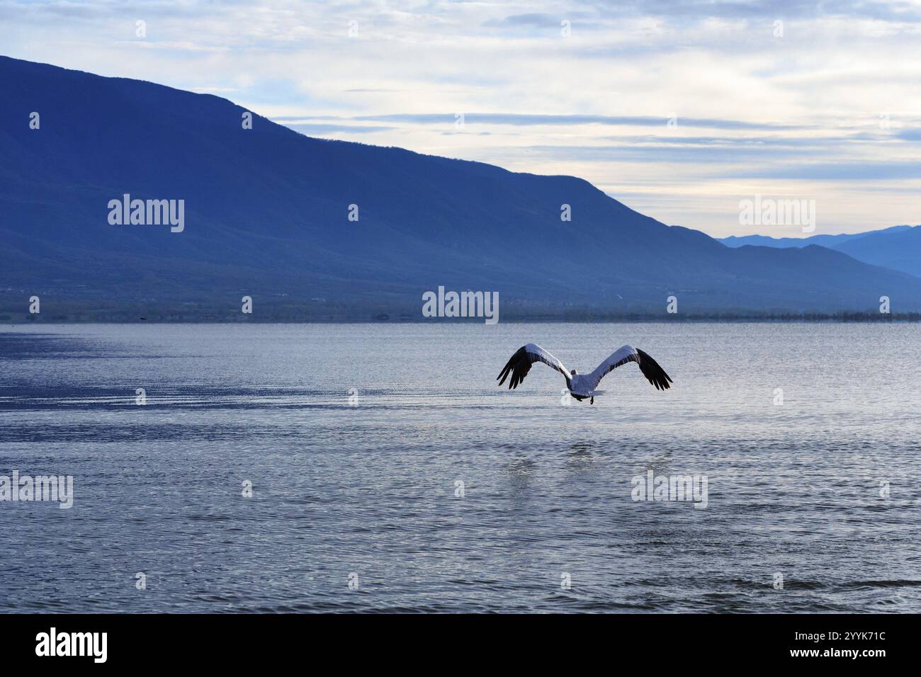 Pélican dalmatien unique (Pelecanus crispus) en vol, lac Kerkini, lac Kerkini, aube, Macédoine centrale, Grèce, Europe Banque D'Images