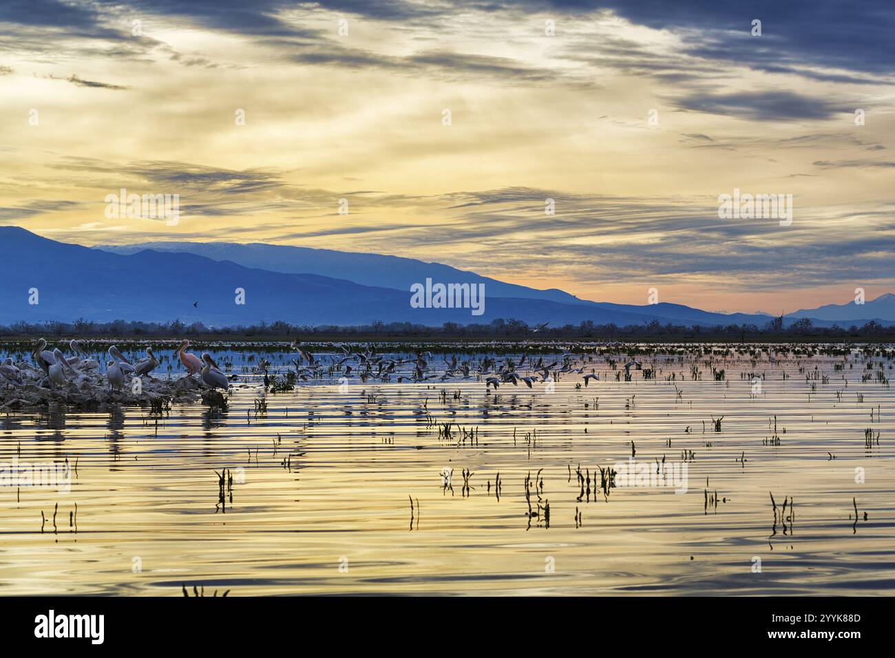 Lac Kerkini, lac Kerkini, lever du soleil, Macédoine centrale, Grèce, Europe Banque D'Images