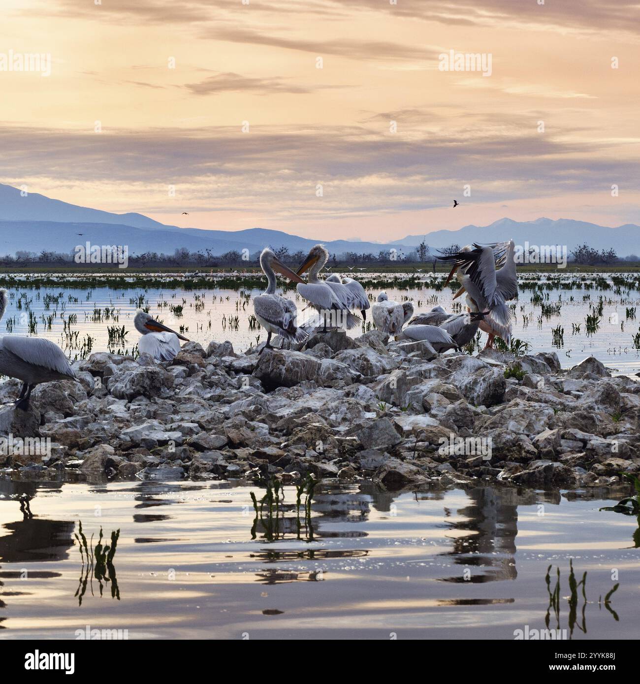Pélicans dalmates (Pelecanus crispus) sur une île du lac Kerkini, lac Kerkini, aube, Macédoine centrale, Grèce, Europe Banque D'Images