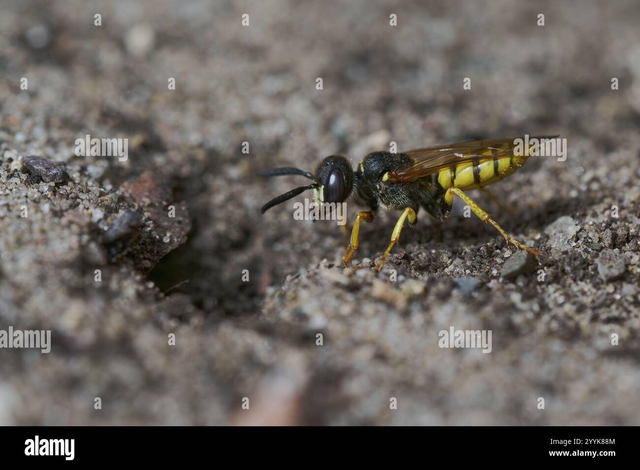 Fouilles de loup d'abeille (Philanthus triangulum) basse-Saxe, Allemagne, Europe Banque D'Images