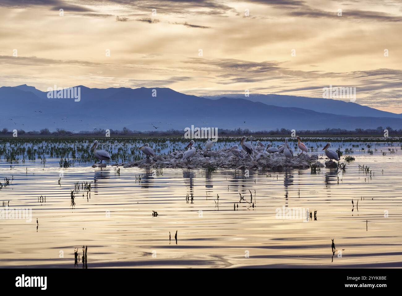 Pélicans dalmates (Pelecanus crispus) sur une île du lac Kerkini, lac Kerkini, aube, Macédoine centrale, Grèce, Europe Banque D'Images