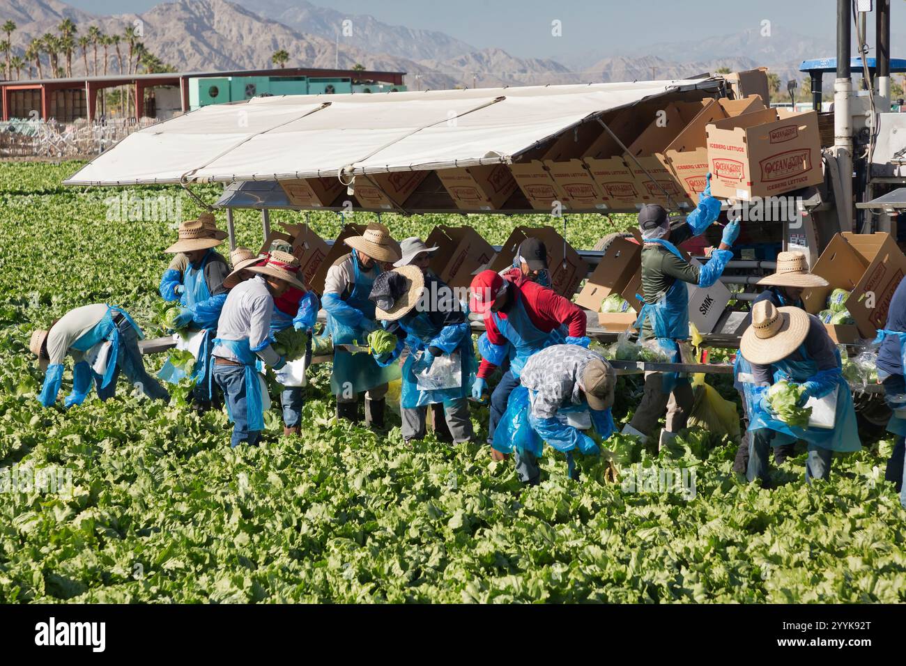 Ouvriers récoltant et emballant la laitue 'Iceberg' 'Lactuca sativa var. capitata. Famille Asteraceae, lumière matinale. Banque D'Images