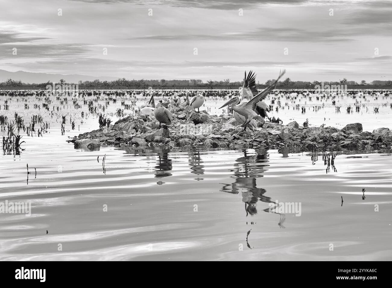 Pélicans dalmates (Pelecanus crispus) sur une île du lac Kerkini, lac Kerkini, aube, monochrome, Macédoine centrale, Grèce, Europe Banque D'Images