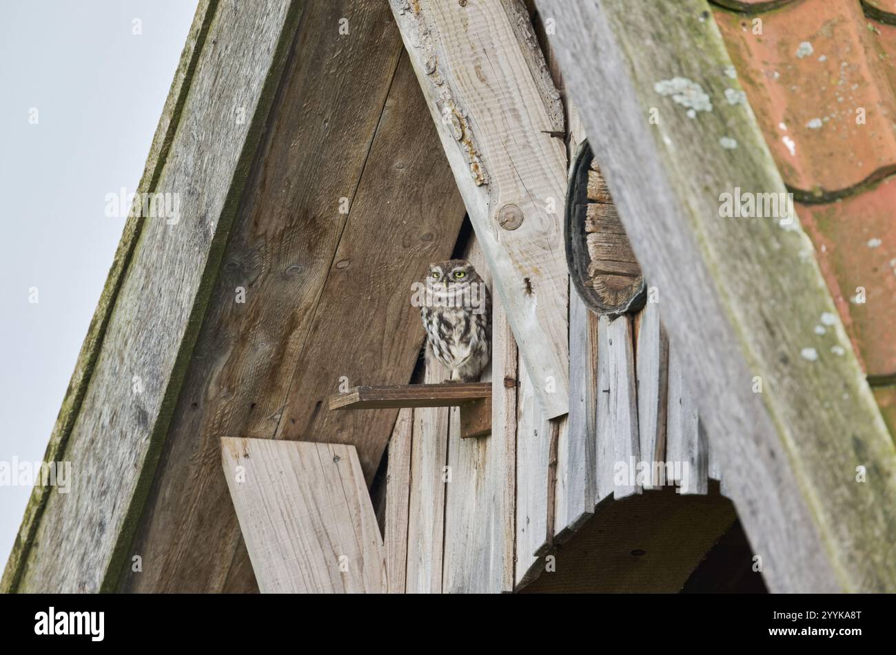 Petite chouette en tube de reproduction (Athene noctua) Rhénanie du Nord-Westphalie, Allemagne, Europe Banque D'Images