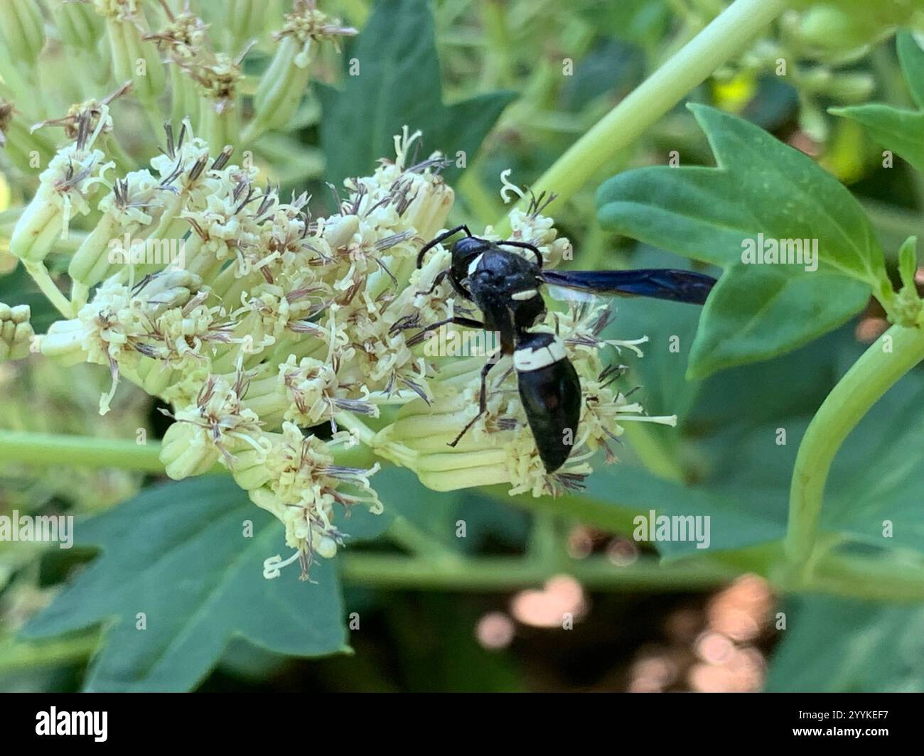 Guêpe de maçon à quatre dents (Monobia quadridens) Banque D'Images