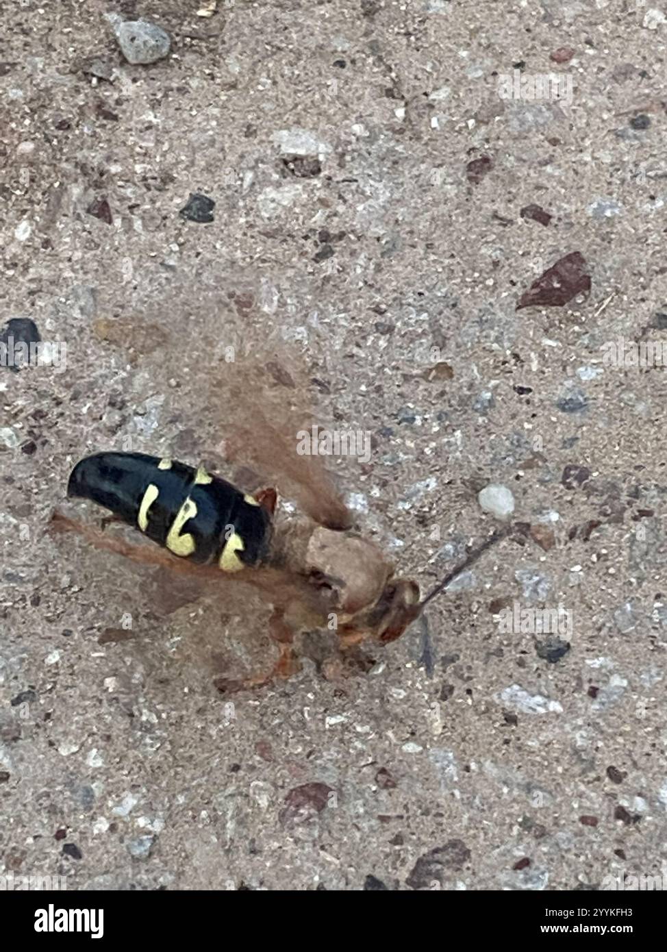 Guêpe tueuse de Cicada orientale (Sphecius speciosus) Banque D'Images