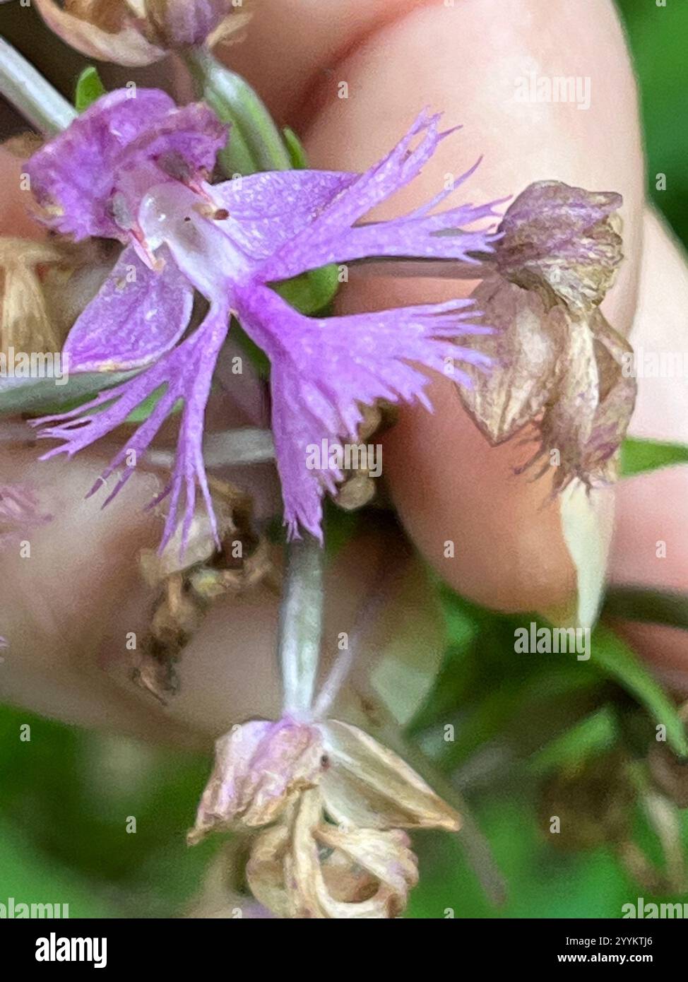 Orchidée frangée violette (Platanthera grandiflora) Banque D'Images