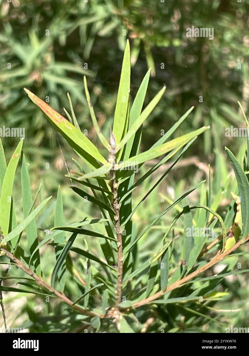 Neige en été (Melaleuca linariifolia) Banque D'Images