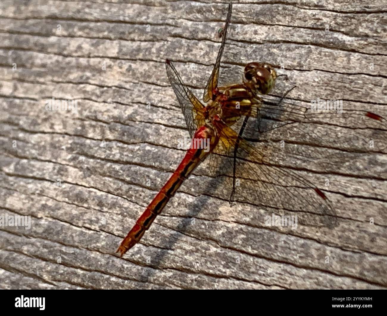 Meadowhawk rayé (Sympetrum pallipes) Banque D'Images