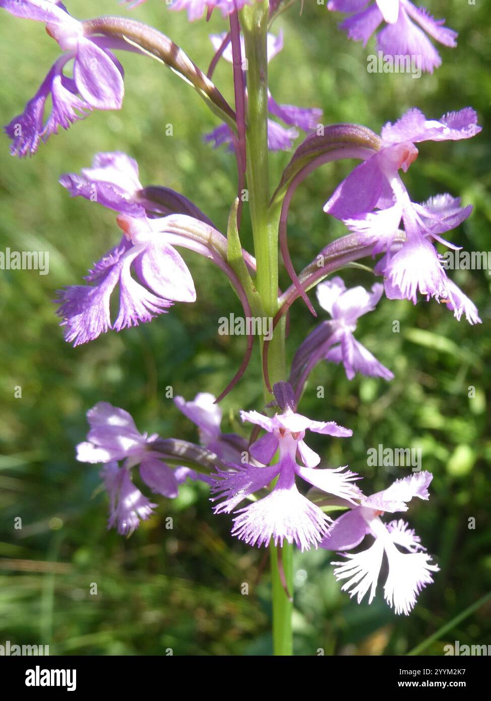 Orchidée à franges pourpre moindre (Platanthera psycodes) Banque D'Images