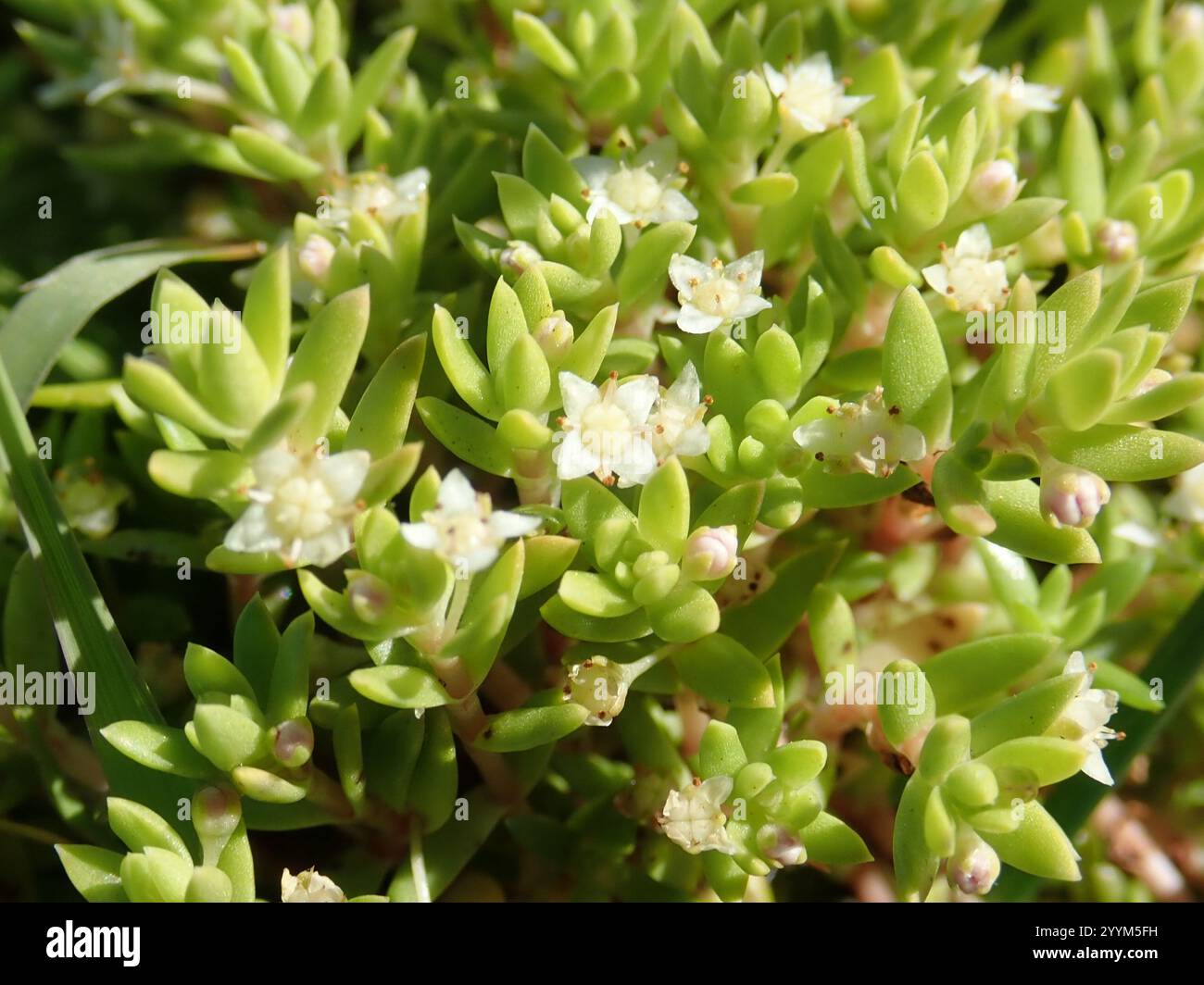 Pygmyweed de Nouvelle-Zélande (Crassula helmsii) Banque D'Images