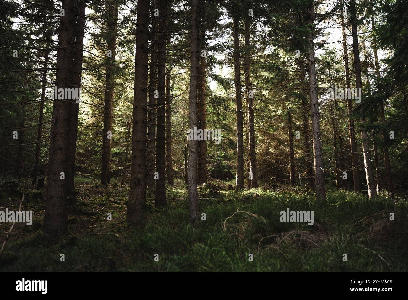 Le soleil brille magnifiquement à travers les grands arbres dans la forêt paisible, créant une atmosphère sereine et enchanteresse Banque D'Images
