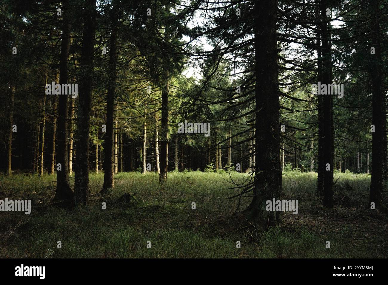 Le soleil brille magnifiquement à travers les grands arbres dans la forêt paisible, créant une atmosphère sereine et enchanteresse Banque D'Images