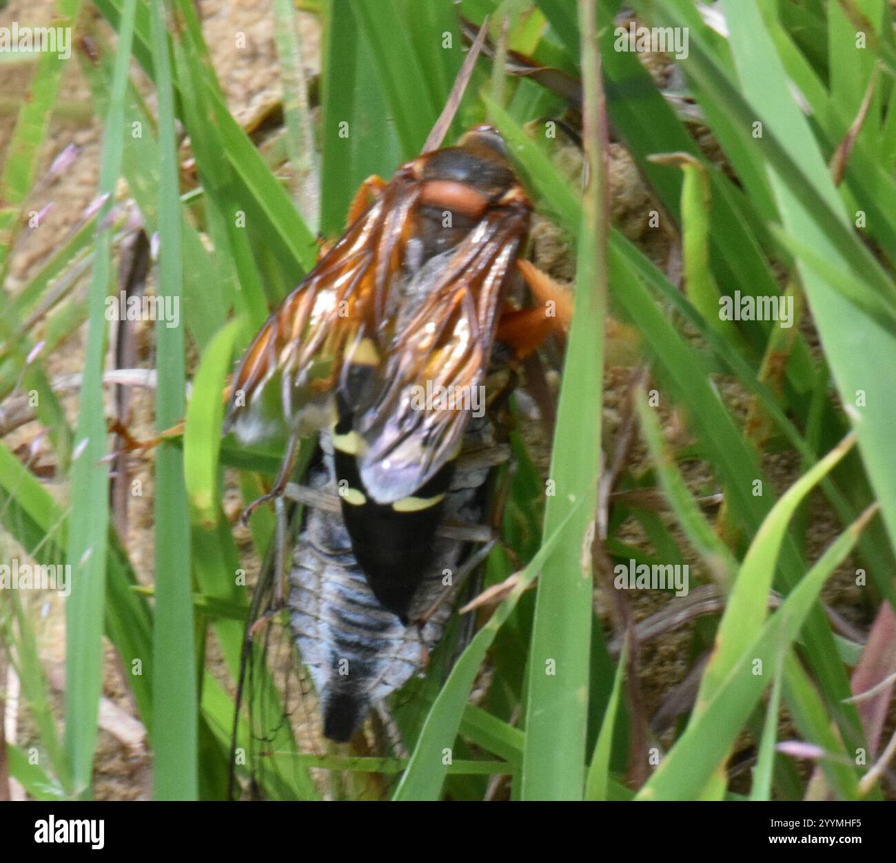 Guêpe tueuse de Cicada orientale (Sphecius speciosus) Banque D'Images