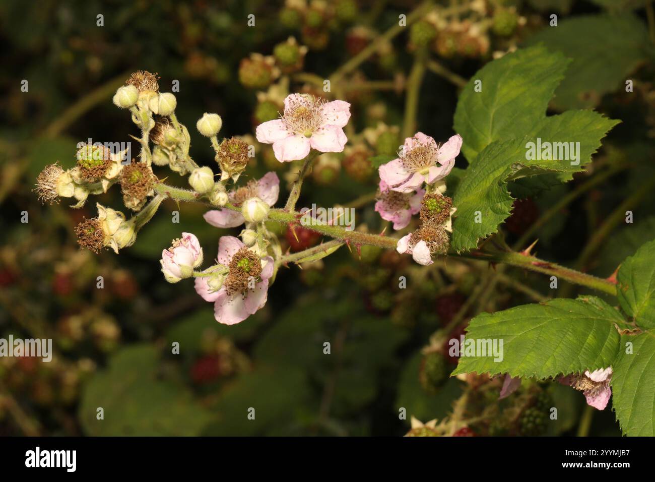 Mûre arménienne (Rubus armeniacus) Banque D'Images
