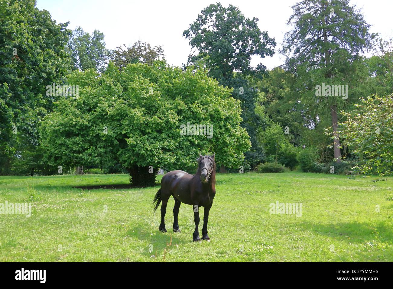 un cheval noir debout sur un pré Banque D'Images