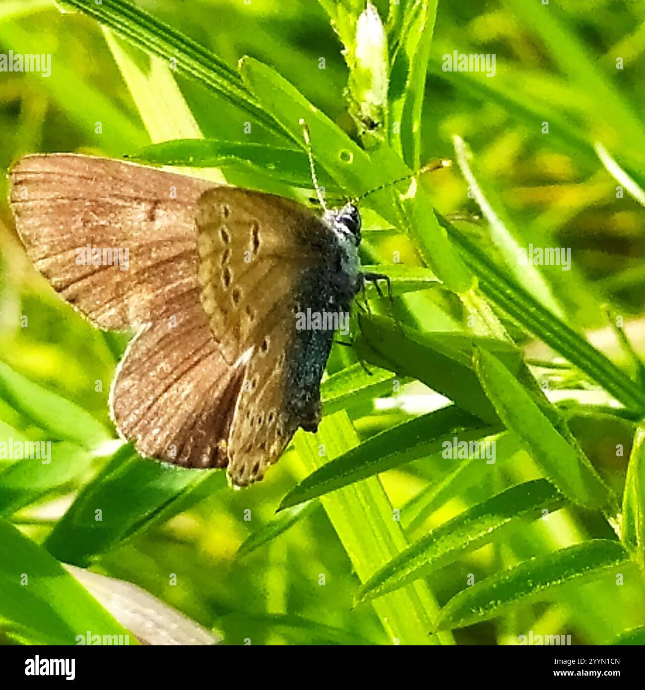 (Eumedonia eumedon géranium Argus) Banque D'Images