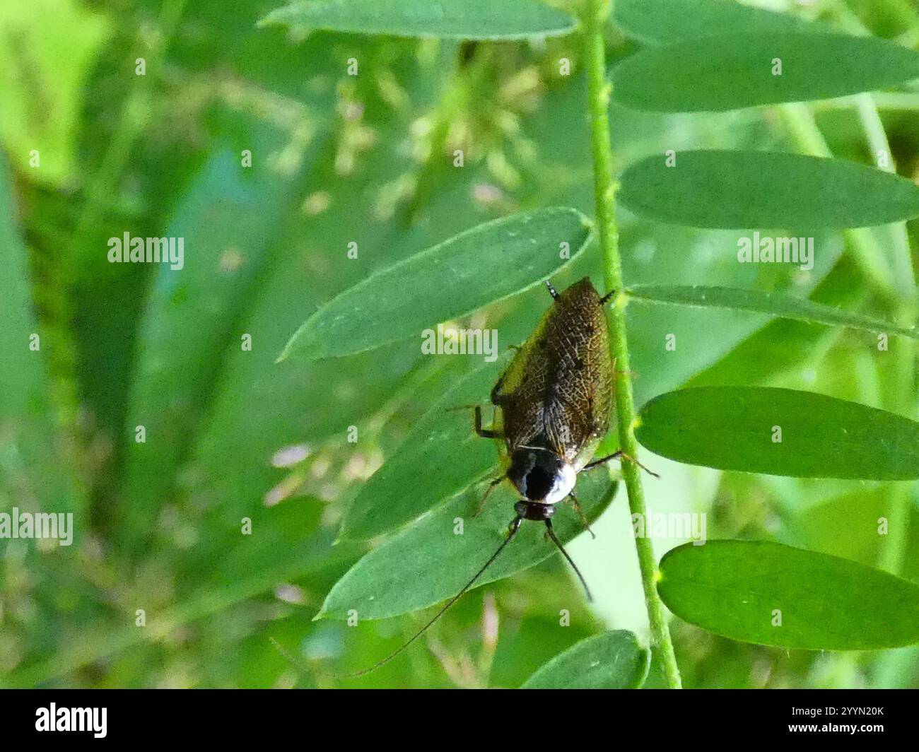 (Ectobius lapponicus cafard sombre) Banque D'Images