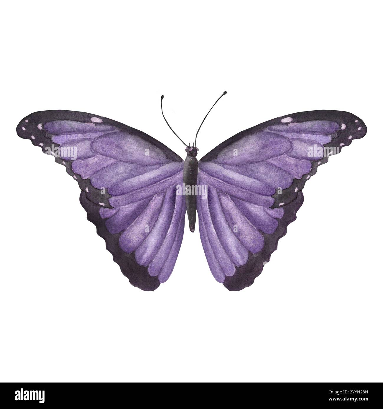Papillon exotique violet. Image vintage de papillon tropical. Illustration d'aquarelle dessinée à la main. Pour cartes postales, prospectus, autocollants, scrapbooking et ot Banque D'Images