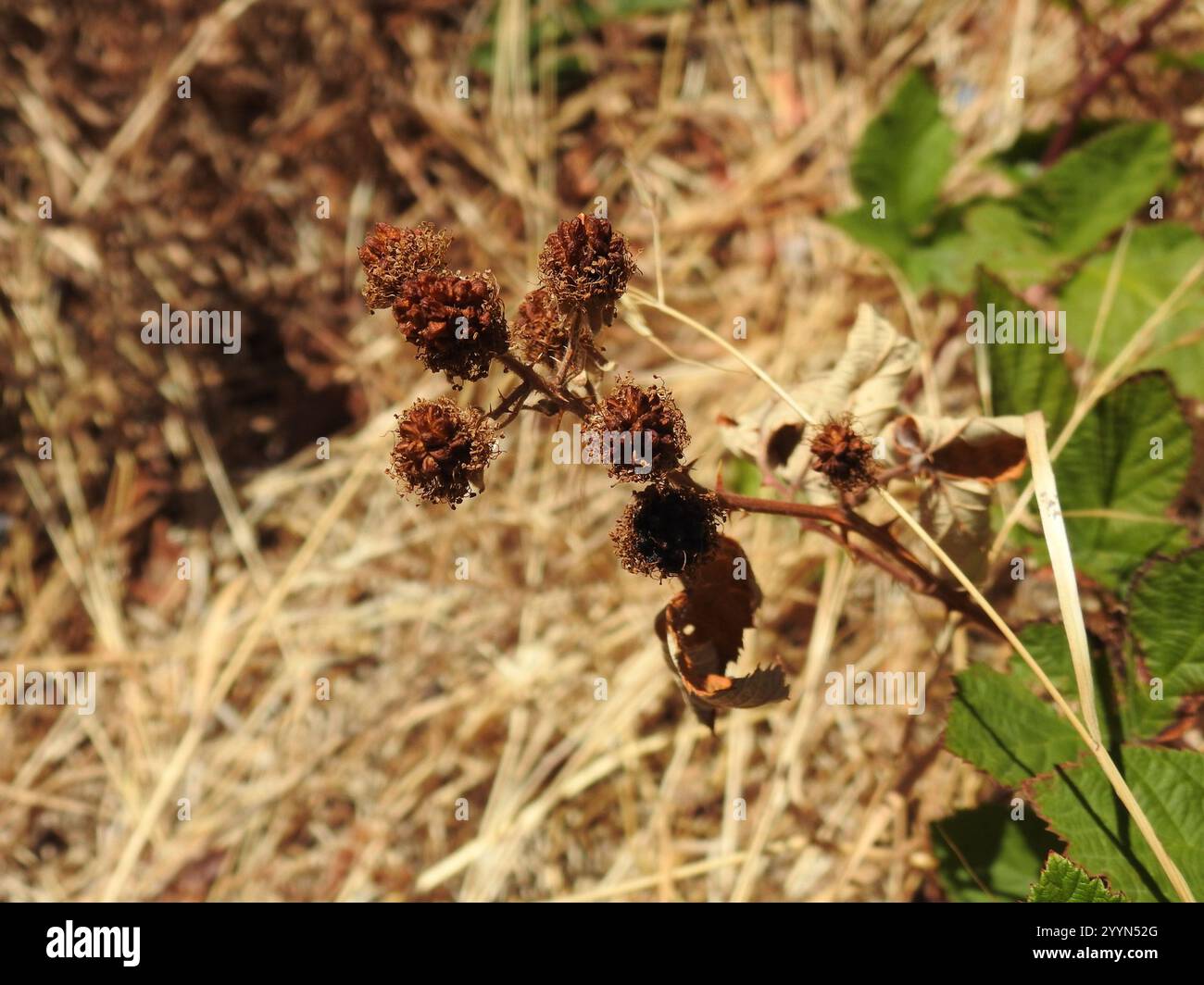 Mûre arménienne (Rubus armeniacus) Banque D'Images