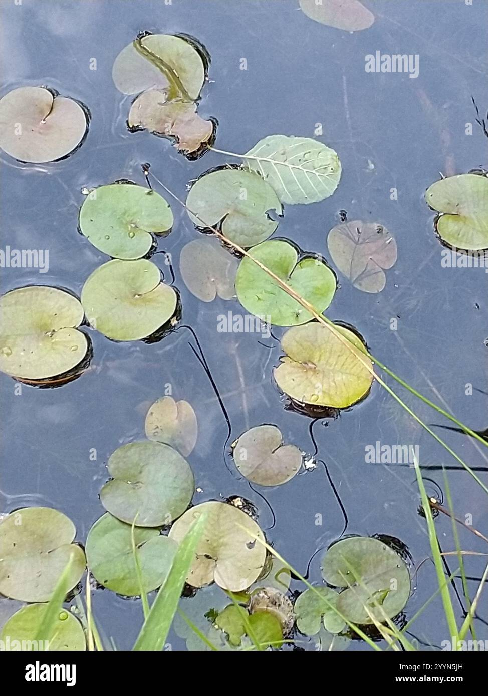 Embout de grenouille européen (Hydrocharis morsus-ranae) Banque D'Images
