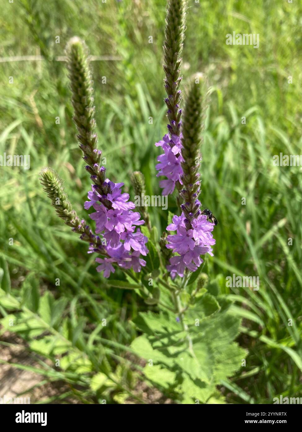 Verveine palourde (Verbena stricta) Banque D'Images